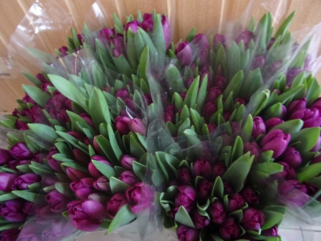 Varga - Kovács Hortenzia felajánlása által kapott tulipánok